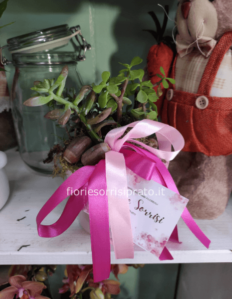 Piantina grassa con vaso