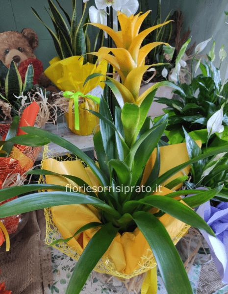 Pianta Gusmania gialla con vaso