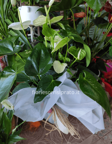 Pianta di anthurium bianco