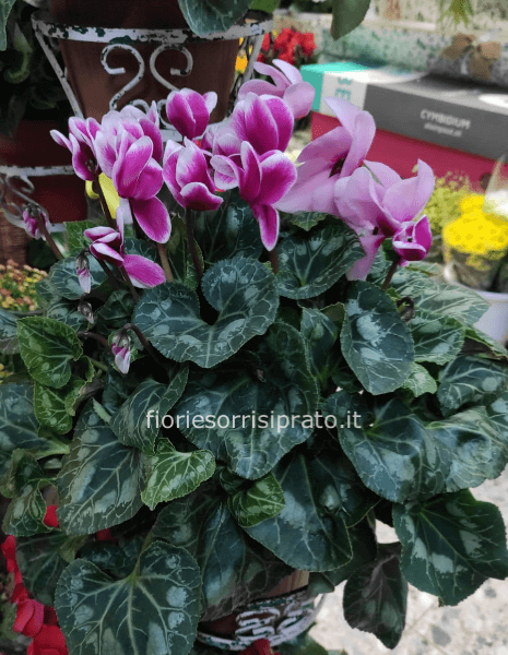 CICLAMINO ROSA MISURA GRANDE