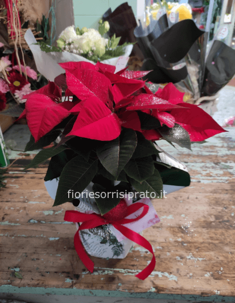 Stella di Natale rossa misura piccola 