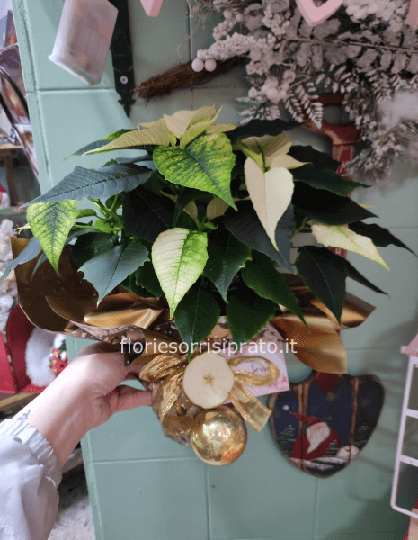 Stella di Natale bianca misura piccola