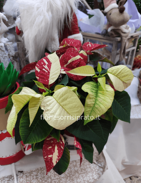 Stella di Natale glitter misura piccola