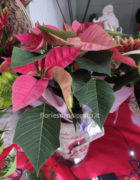 Stella di Natale misura piccola con vaso