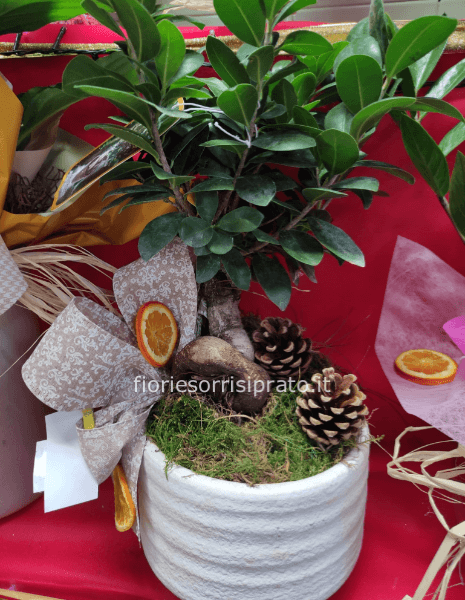 Bonsai misura piccola con vaso 