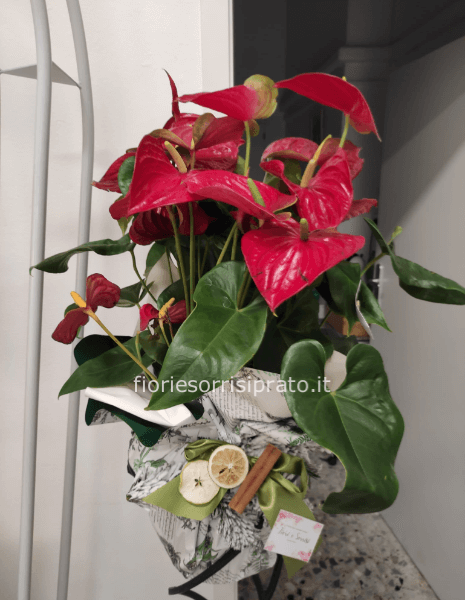 Anthurium rosso misura grande