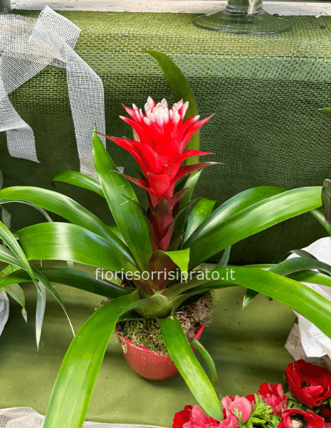 Pianta di gusmania con vaso rosso