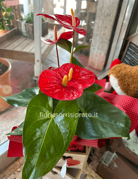 Anthurium rosso misura media