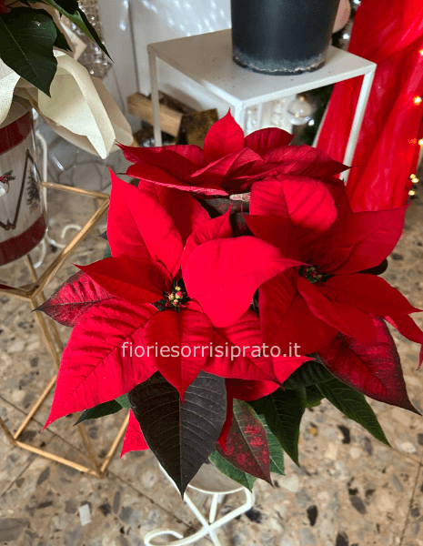 Stella di Natale misura piccola