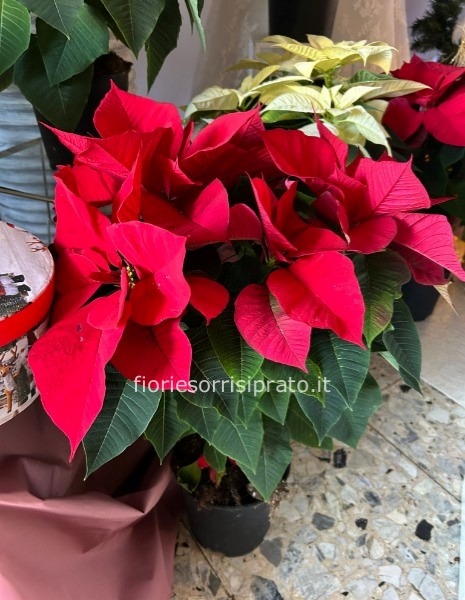 Stella di Natale rossa misura media 