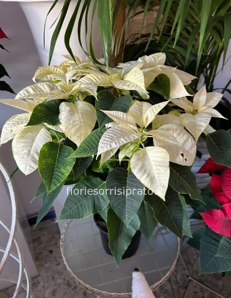 Stella di Natale bianca misura media