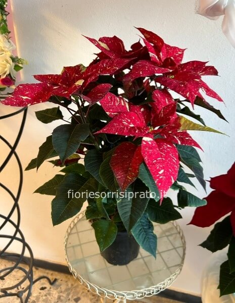 Stella di Natale glitter misura media