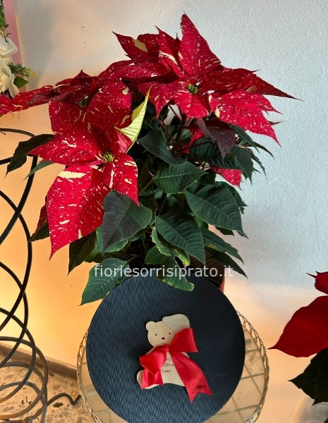 Stella di Natale con scatola orso