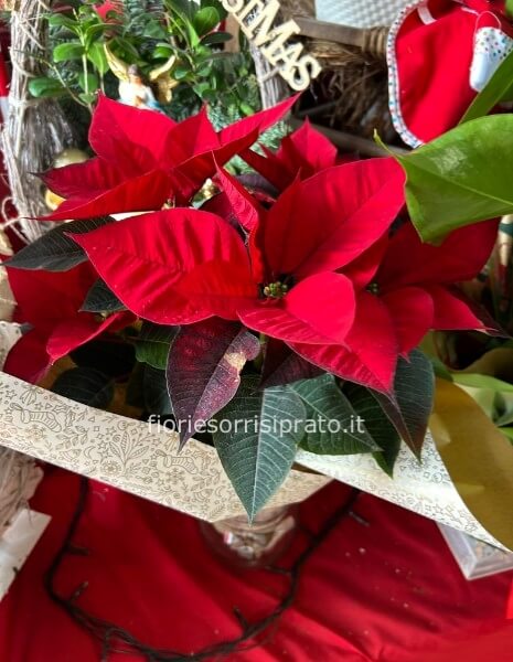 Stella di Natale misura piccola 