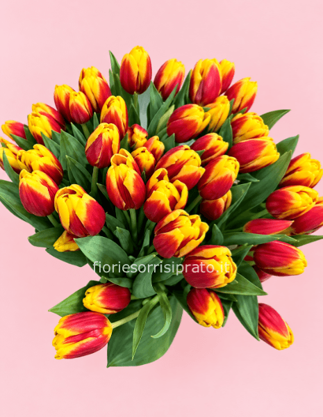TULIPANI A STELO