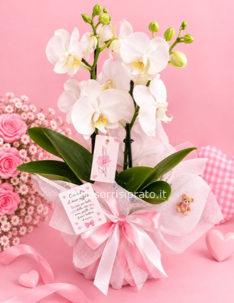 ORCHIDEA MISURA MEDIA