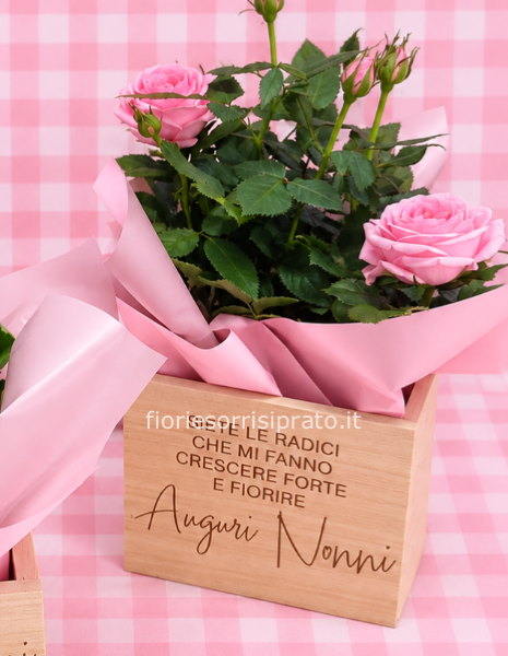 PIANTINA DI ROSA CON CESTINO NONNI