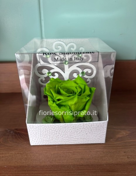 ROSA STABILIZZATA CON ALBERO DELLA VITA VERDE